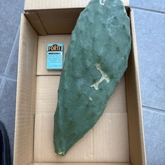 ウチワサボテン　多肉　観葉植物　ロックガーデン　庭