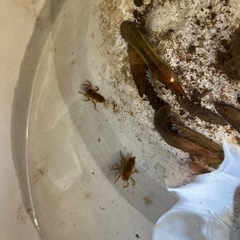ヤゴ(らしき虫)の画像