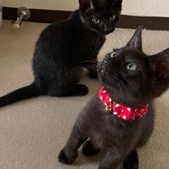 ユーリくん　二か月に　小柄ですが人間好きに、 - 松山市