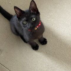 ユーリくん　二か月に　小柄ですが人間好きに、 - 猫