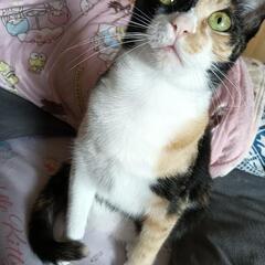 三毛猫♀