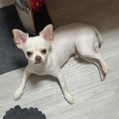 男の子♂ 1歳