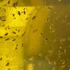 ★オオミジンコ100匹以上❗️●生き物飼育●魚の餌●100匹以上！の画像