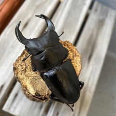 国産オオクワガタ　ペア
【上阿古谷】の画像