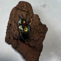 ニジイロクワガタペアセットの画像