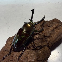 ニジイロクワガタペアセットの画像