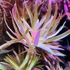育成済み水草　水槽　アクアリウム　熱帯魚の画像