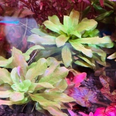 育成済み水草　水槽　アクアリウム　熱帯魚の画像