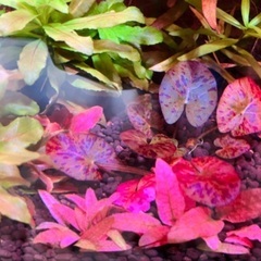 育成済み水草　水槽　アクアリウム　熱帯魚の画像