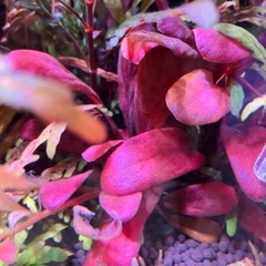育成済み水草　水槽　アクアリウム　熱帯魚の画像