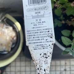 キャットミント
の画像