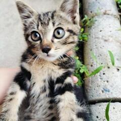里親募集🐱　急募‼️