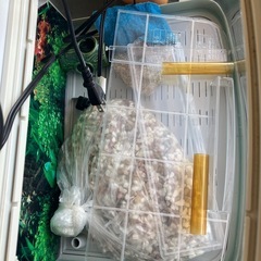 水槽セット✳︎熱帯魚✳︎水槽✳︎アクアリウムの画像