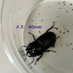 国産オオクワガタ　新成虫　オス　メス　ペアの画像