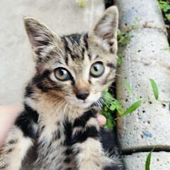 里親募集🐱　急募‼️