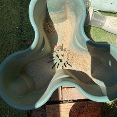 植木鉢差し上げますの画像