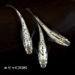 シャンパンゴールドラメメダカ 稚魚10匹 