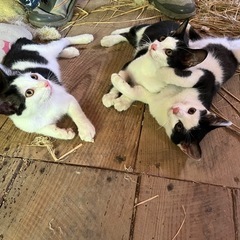 🐾【里親募集】白黒子猫3兄弟の家族を探しています🐾