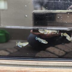 メダカ　フロマージュ　めだかの画像