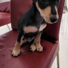 生後6ヶ月の子犬の里親募集❗️