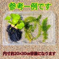 水草セット　ホテイソウ(ホテイアオイ)アナカリス　マツモ　＋αおまけ付きの画像