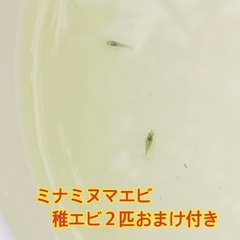 水草セット　ホテイソウ(ホテイアオイ)アナカリス　マツモ　＋αおまけ付きの画像