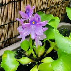 水草セット　ホテイソウ(ホテイアオイ)アナカリス　マツモ　＋αおまけ付きの画像
