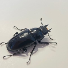 ギラファノコギリクワガタの画像