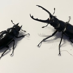 ギラファノコギリクワガタの画像