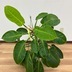 ランキングキーワードに紐づく投稿画像-観葉植物
