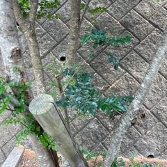 シマトネリコ🌿シンボルツリーに 庭木の画像