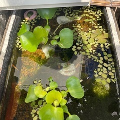 めだか　レクリス　※商品説明を必ず熟読願います🙇‍♀️の画像