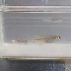 メダカ　　煌ラメ　　３ペアの画像