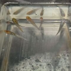 メダカ　　煌ラメ　　３ペアの画像