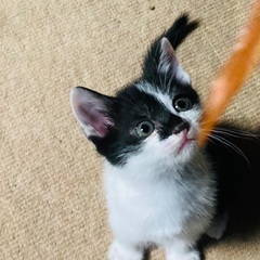 子猫ちゃんの里親募集