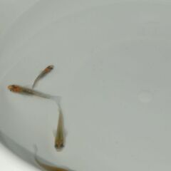 メダカ　　煌ラメ　　３ペアの画像