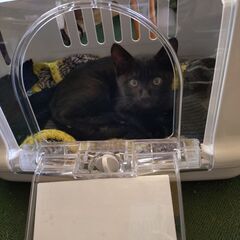 生後2ヶ月オス猫