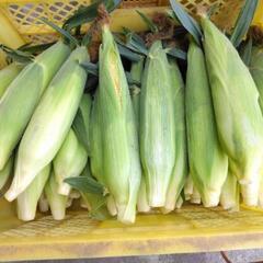 ☆朝取りトウモロコシ🌽