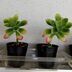 ランキングキーワードに紐づく投稿画像-多肉植物
