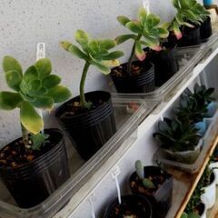 <<NEW>>【多肉植物】セダム属『薄化粧(セダム・パルメリ)』（SDM100）／限定6株の画像
