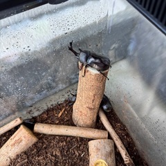 カブトムシ売ります。