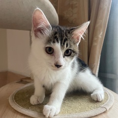 大きな耳で可愛い模様の子猫ちゃん