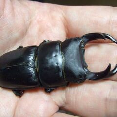 山梨県産オオクワガタ F1 ♂66.2ミリ ♀43ミリ ペアの画像