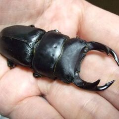 山梨県産オオクワガタ F1 ♂66.2ミリ ♀43ミリ ペアの画像