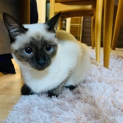 シャム猫　メス1歳　オッドアイ白オス1歳半