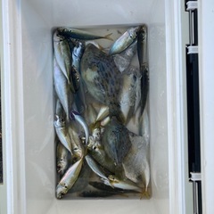 同性👩の釣り友募集🐟