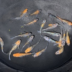 メダカ　ユリシス　約20匹の画像