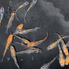 メダカ　ユリシス　約20匹の画像