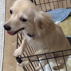 チワックス8ヶ月です。