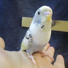 セキセイ　ハルクイン